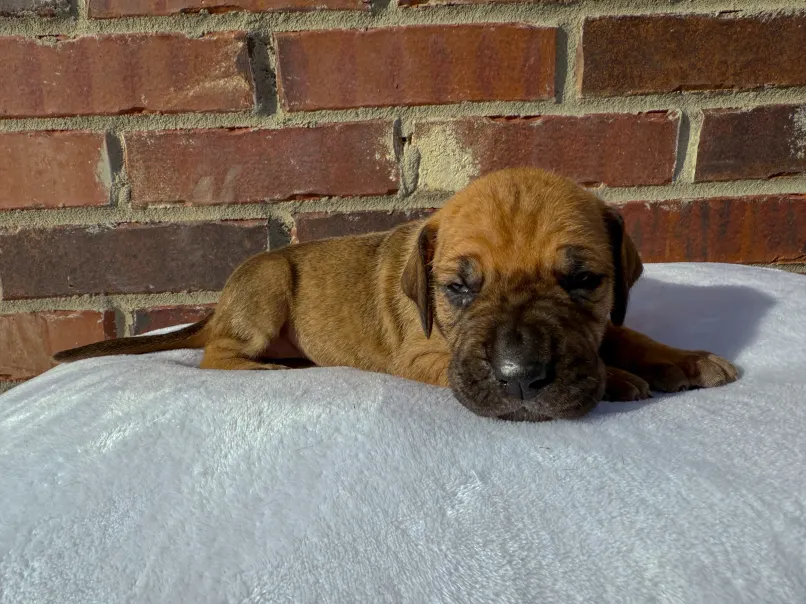 dane pup