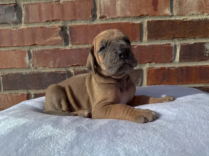 dane puppy