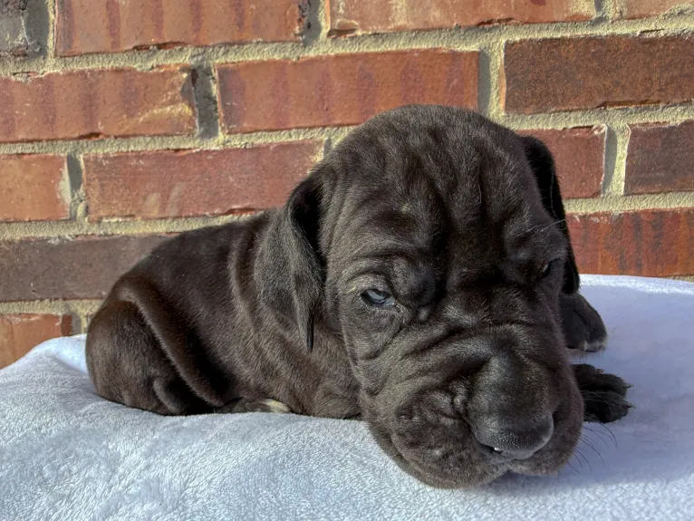 black female great dane pup